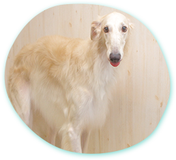 キレイも健康もトリミングに込める想い トリミング