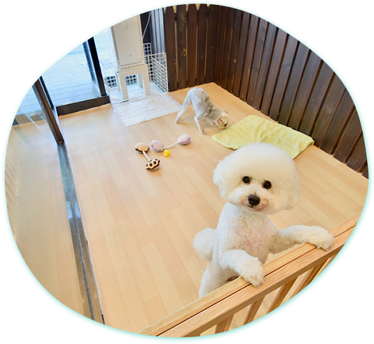 旅行もお出かけも安心してお任せください ペットホテル